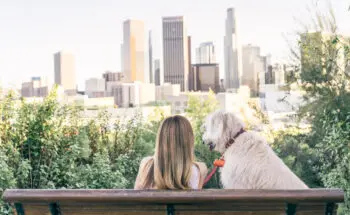 Los Angeles Pet Insurance: A Guide for Owners