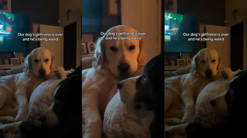 Pup's Awkward Crush Moment Caught on Camera
