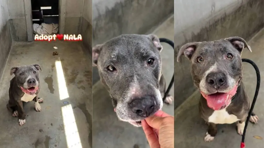 Senior Shelter Dog's Unwavering Hope for a Home