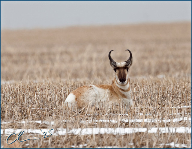 0-FB-pronghorn-CAS04820