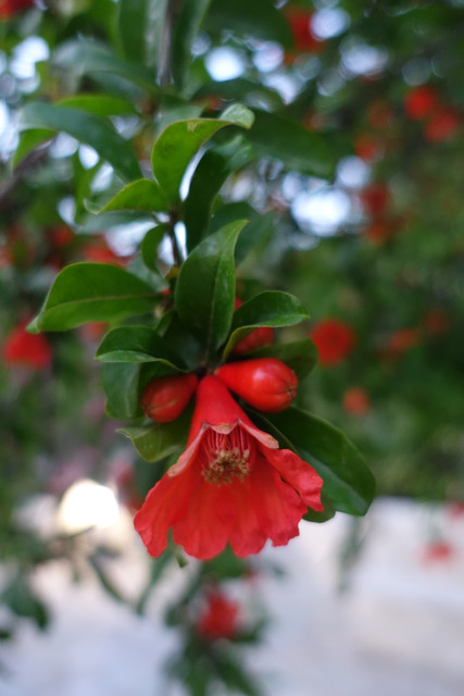 DSC08344.jpg