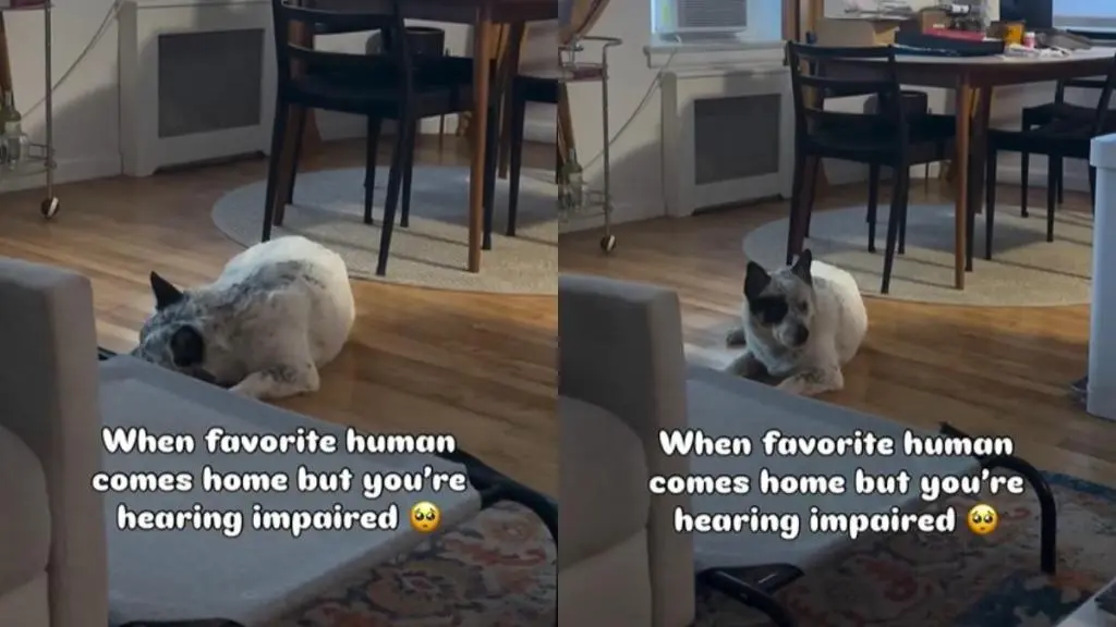 Deaf Dog's Joyful Reaction to Dad's Return