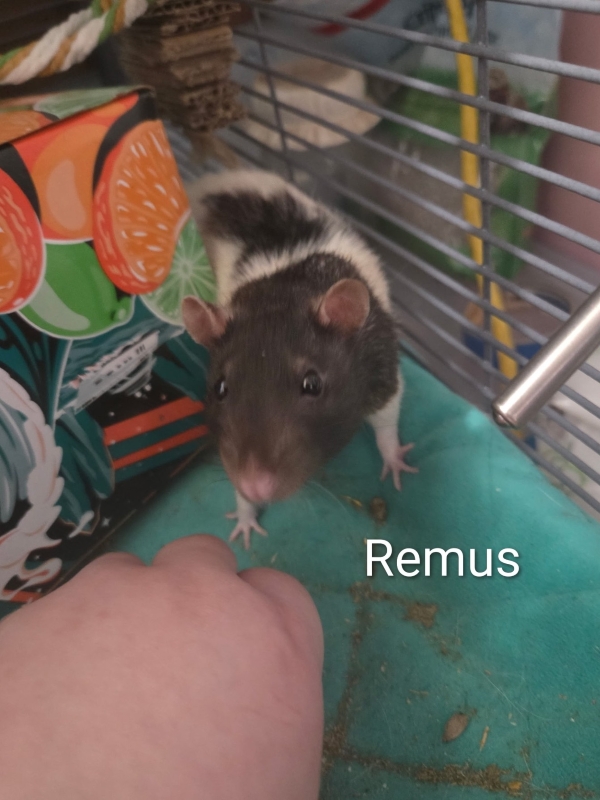 remus2