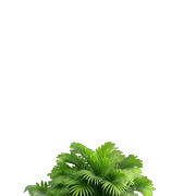 transparent-5