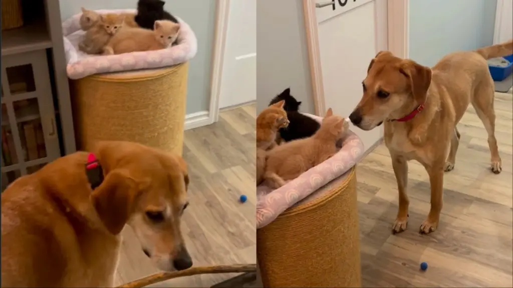 Dog's Frantic Search for Kittens Ends in Adorable Reunion