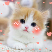 cute-kitten1