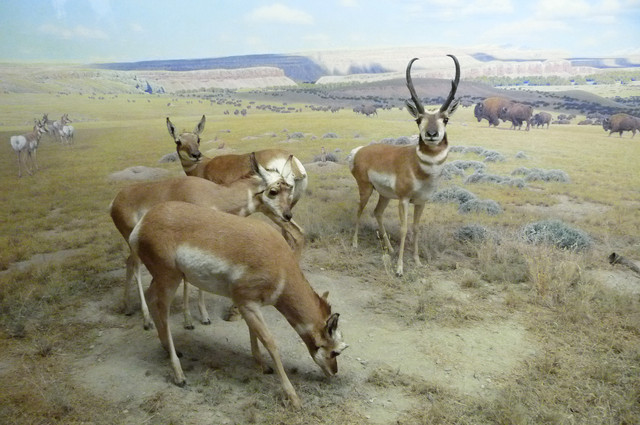 Antilocapra.jpg