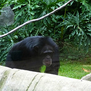 Chimpancé