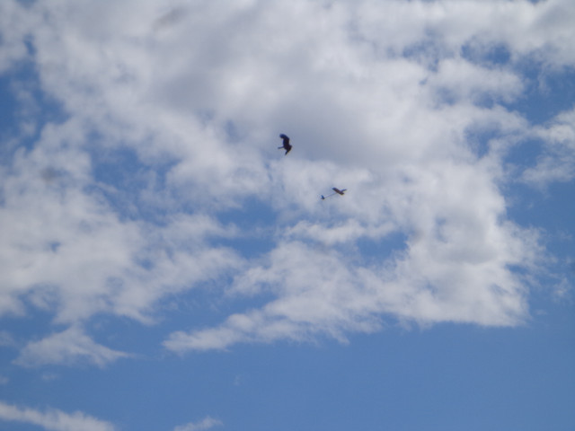 DSC00696.jpg