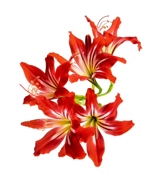 shutterstock-1462776857.jpg