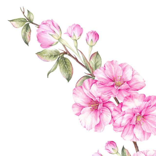 spring frame bluming sakura