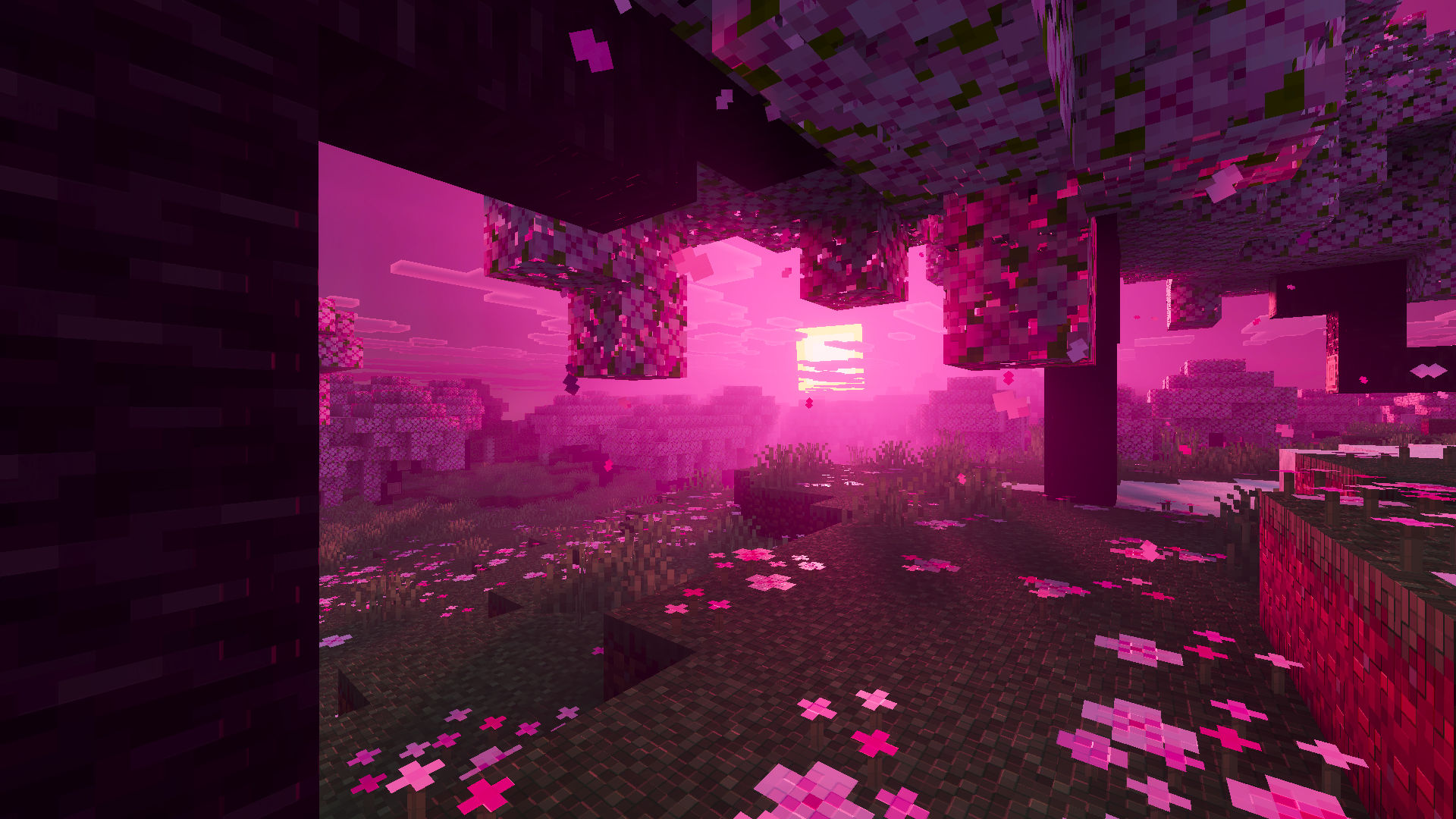 Cherry Canopy Sunset