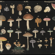 11b