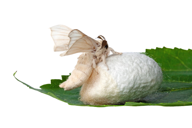 silk.png