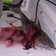 Tuna-105