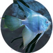 pangel3
