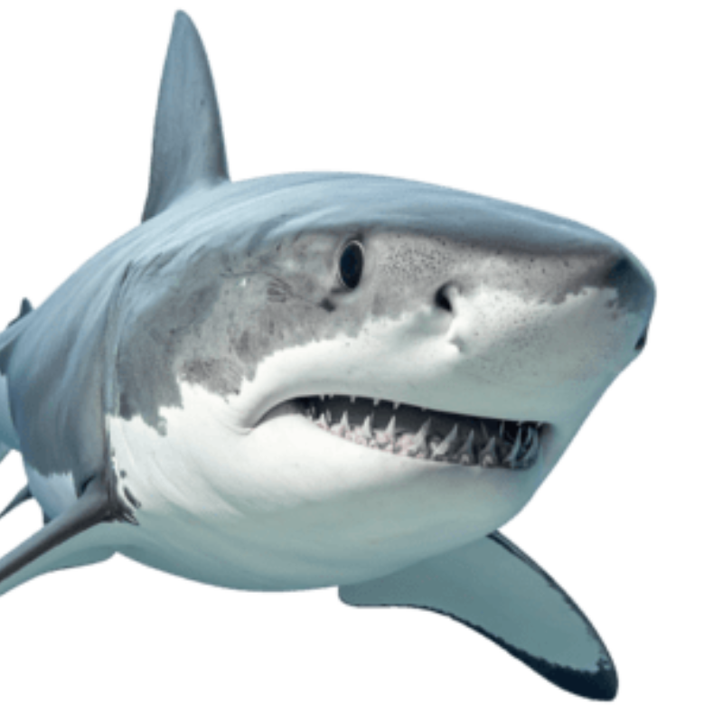 Shark