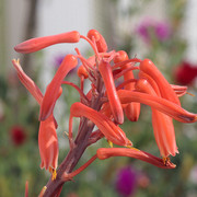 IMG-7881