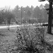 ILFORD PAN 100