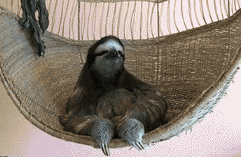 sloth.gif
