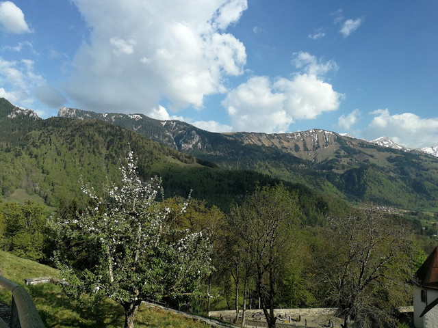 IMG-20200422-174217.jpg
