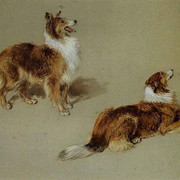 Collies