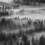 Whispering-Pines-Mono