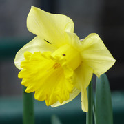 Narciso