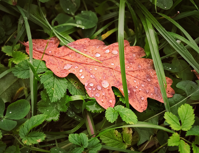 DSCF1801.jpg