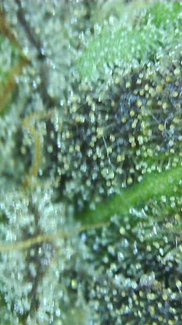 Mimosa-7.jpg