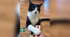 Psychic Cat's Perfect World Cup Predictions Stun Fans
