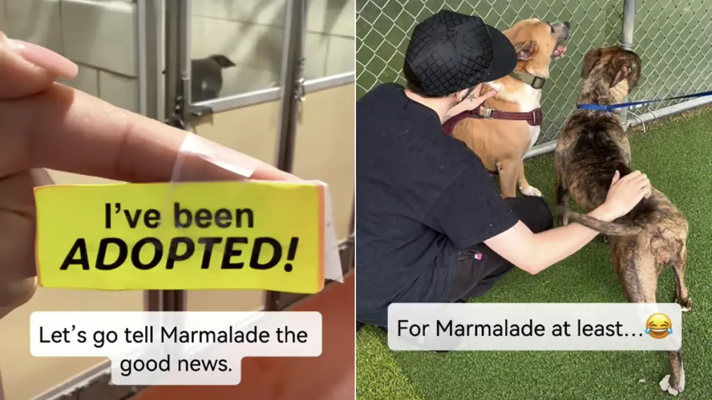 Marmalade Finds Her Forever Home After Long Stay