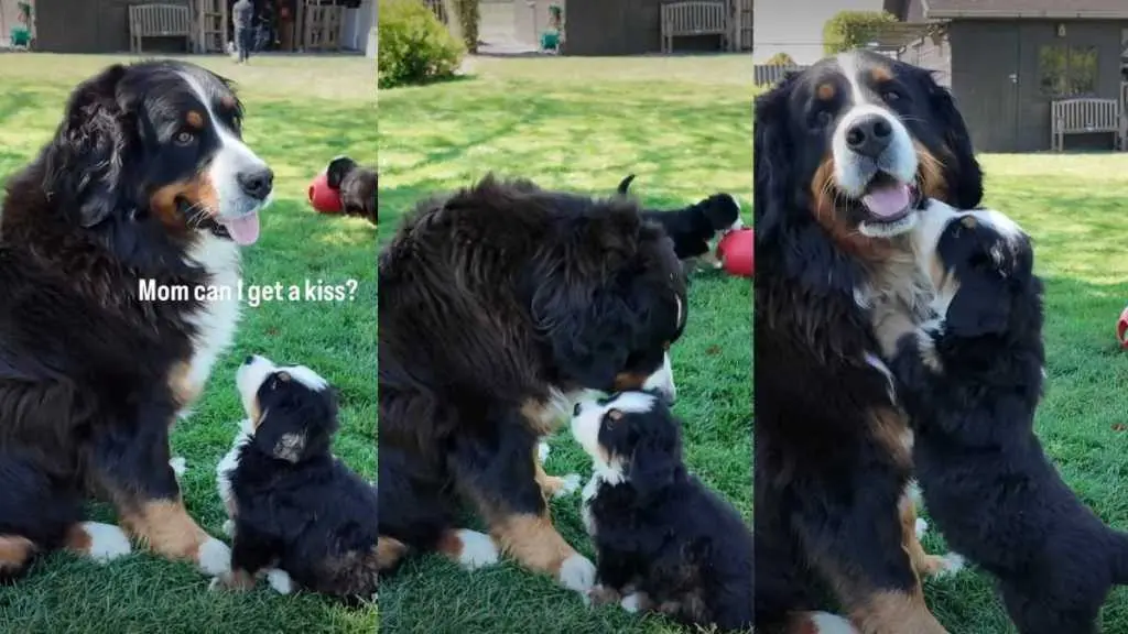 Puppy's Cuddle Campaign Wins Mom's Heart