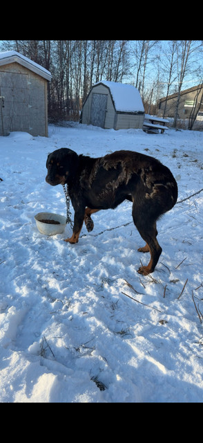 Luna in foster care