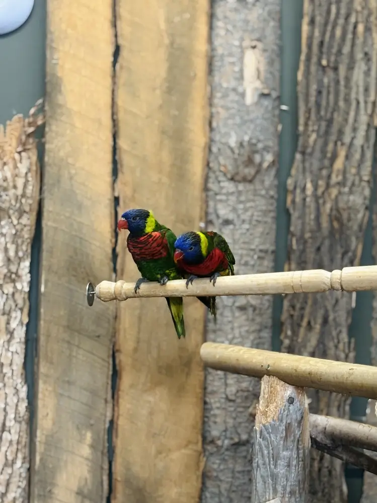 Lorikeets
