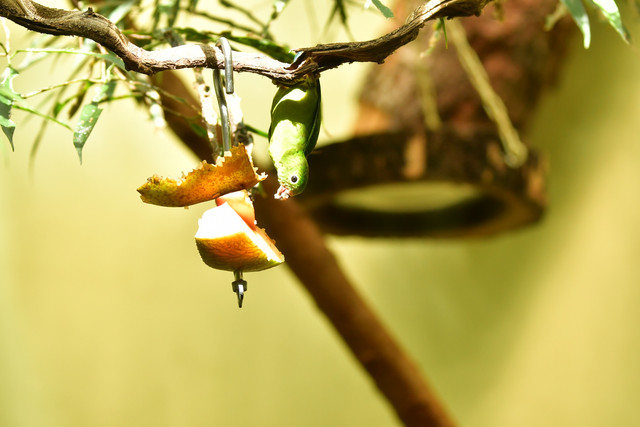 Small green parrot perched beside a piece of fruit