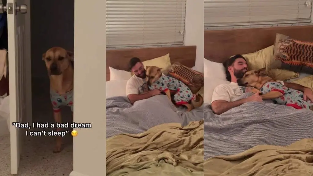 A Rescue Dog Finds Solace After a Night Terrors