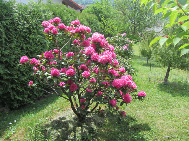 IMG-7799