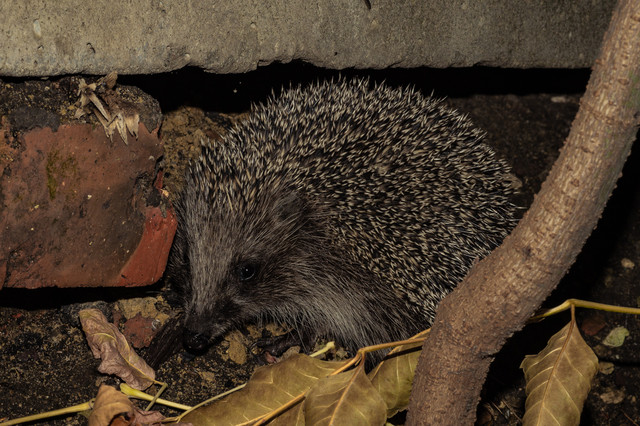 Hedgehog 2.jpg