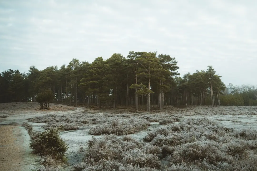Grădina Bonnie's Woodland: O poveste de primăvară în Georgia
