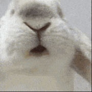 0d3a4b88e8ab4cab958b163f7a0831ed.gif