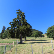 IMG 1684