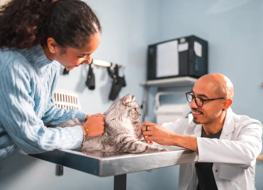 Feline Strokes: Understanding a Rare but Serious Condition