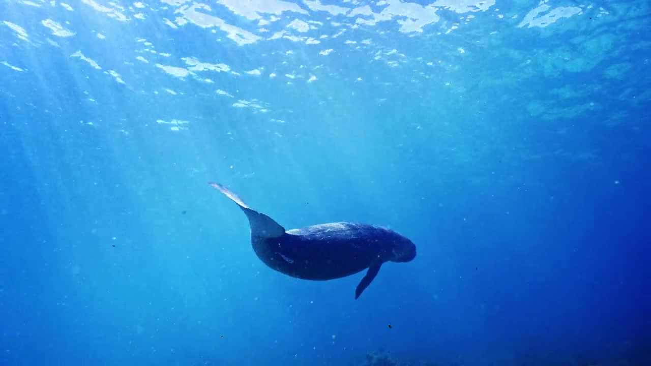 Turtle Odyssey Screenshot