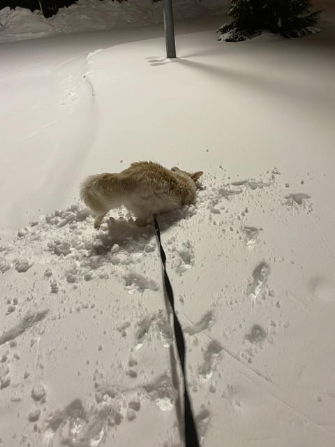 C51-A3684-F7-DA-4-CB5-A1-E4-9816-C864791