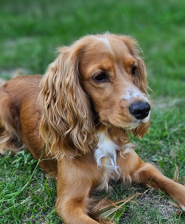 Lola8.jpg