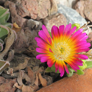 IMG-7484