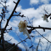 IMG-20230102-131432