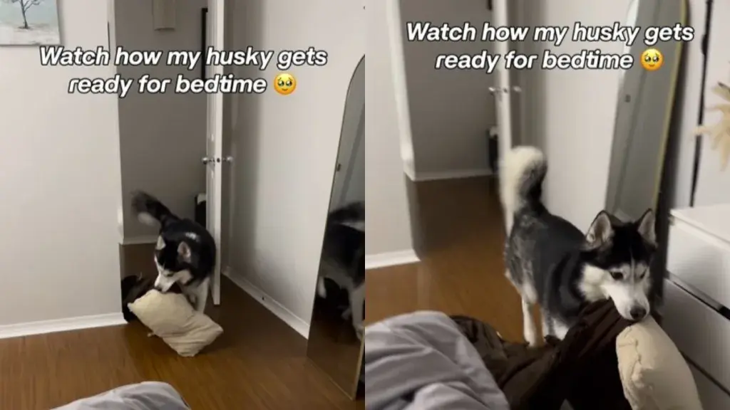 Siberian Husky's Adorable Bedtime Routine Captivates Dog Lovers Online
