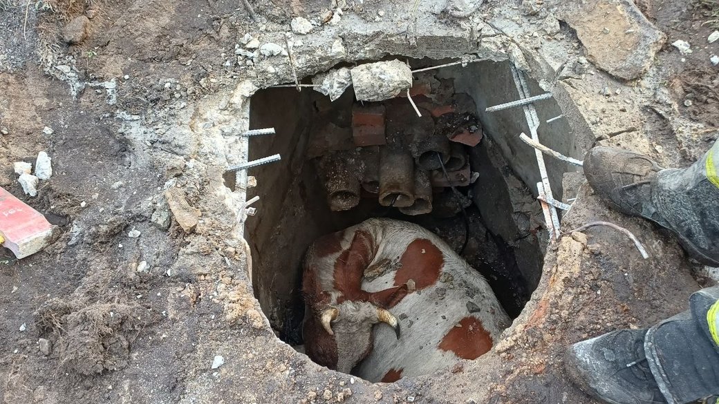 Корова впала в люк у сквері пам'яті загиблих захисників у Малині: тварину рятували три години